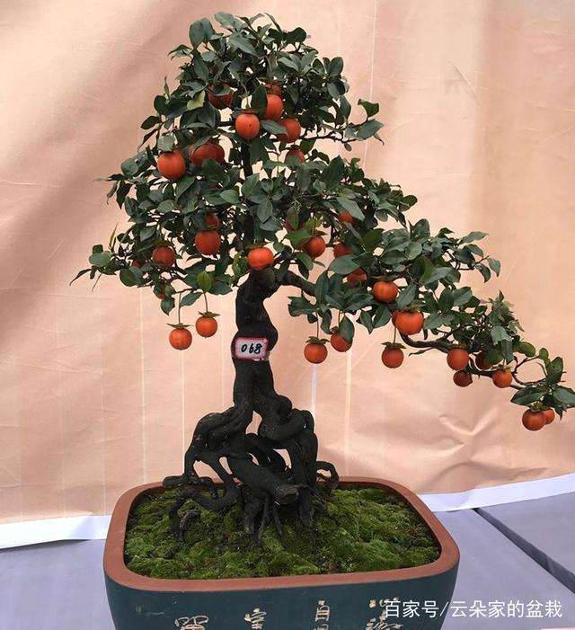 金弹子盆景的修剪与肥料