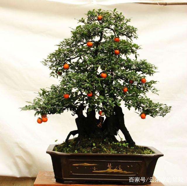 金弹子盆景最好的土壤由腐叶土沙子组成