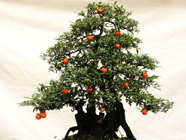 金弹子盆景的施肥和浇水技巧