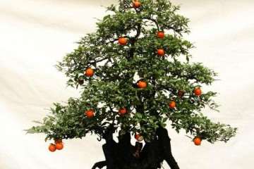 秋季金弹子盆景的施肥和浇水技巧