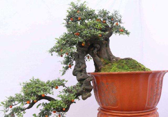 金弹子盆景在结果时要注意阳光和通风的管理
