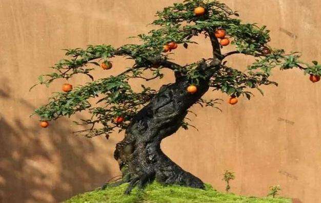 金弹子盆景只有雌雄植株才能挂果更多