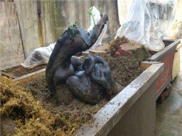 金弹子下山桩在栽培前要用清水泡2个小时 