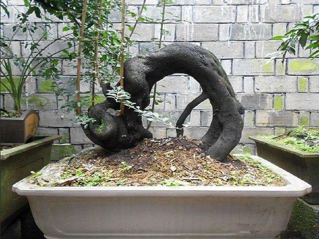 金弹子下山桩在栽培前要用清水泡2个小时 