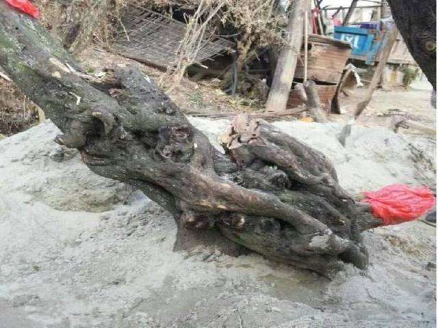 把金弹子下山桩进行倒栽