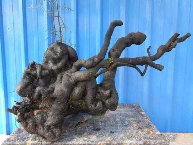 把金弹子下山桩进行倒栽