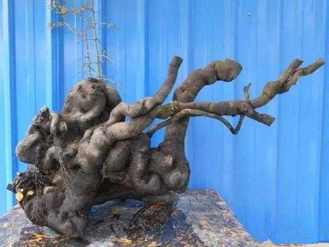 把金弹子下山桩进行倒栽