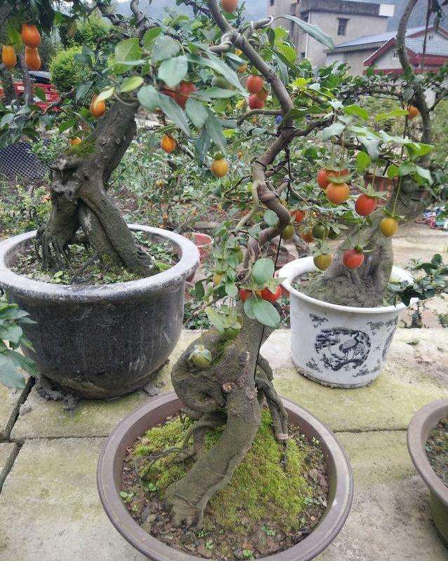 金弹子盆景在夏季每天早晚各浇水1次最好