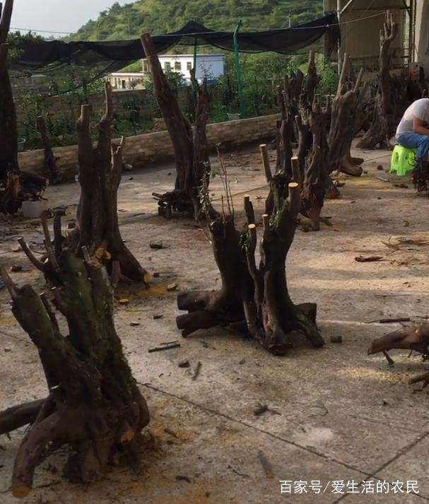 贵州男子挖金弹子下山桩