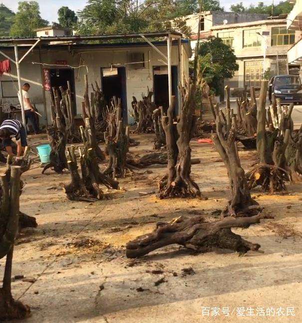 贵州男子挖金弹子下山桩