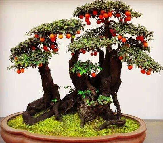 如何用金弹子树制作盆景