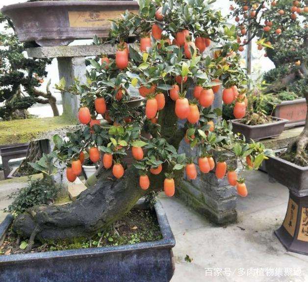 种植金弹子盆景后 要在阴凉通风的地方养护15天