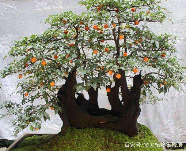 金弹子盆景的造型可用金属丝来定型