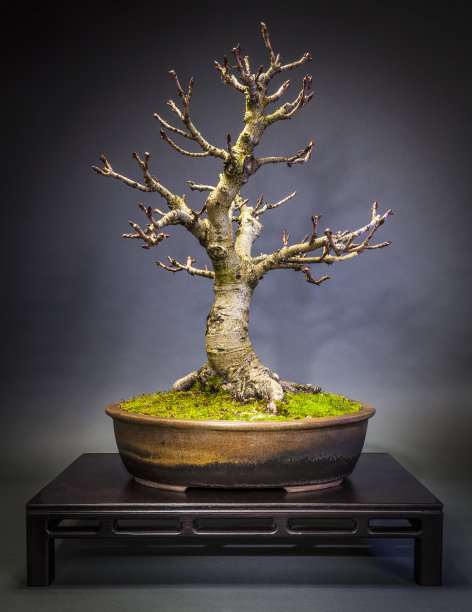 如何把盆景的定面效果做得最好