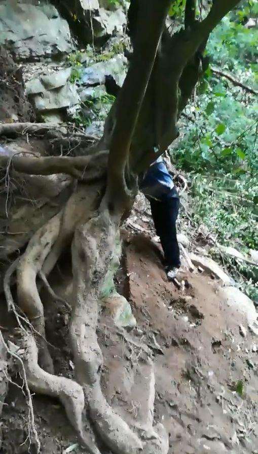 有人在山上的1棵百年金弹子下山桩