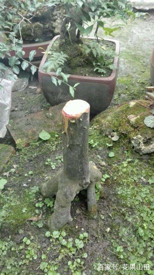 养了6年的金弹子下山桩3年前制作成矮霸盆景