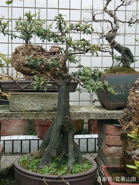 养了6年的金弹子下山桩3年前制作成矮霸盆景