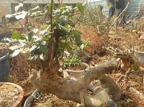 金弹子下山桩怎么种植 5年造型成这样