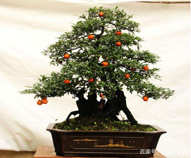 为什么说金弹子盆景有巨大的经济价值呢