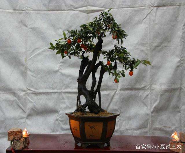 为什么说金弹子盆景有巨大的经济价值呢