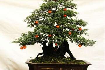 为什么说金弹子盆景有巨大的市场价值呢？