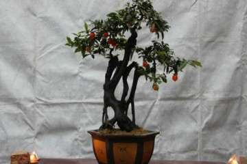 市场价格2000元金弹子盆景 只卖400元 骗子