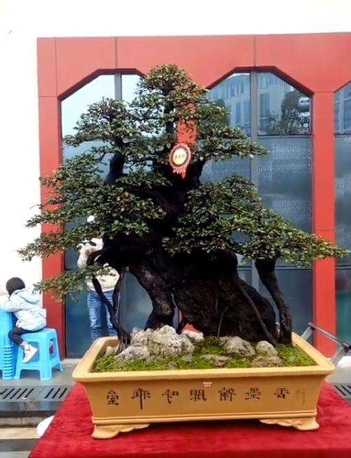 贵州遵义举办了一届金弹子盆景交流展