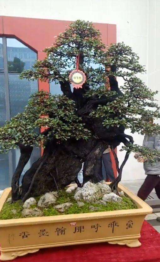 贵州遵义举办了一届金弹子盆景交流展