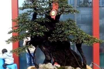 贵州遵义举办一届金弹子老桩盆景交流展