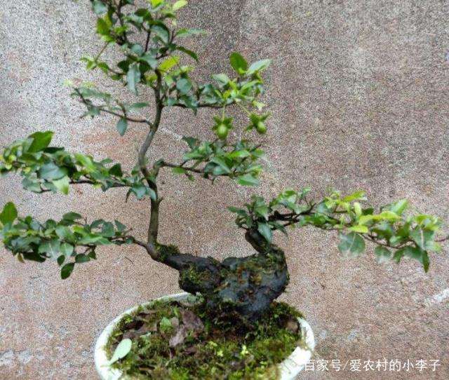 如何做好金弹子盆景的通风透光和授粉工作