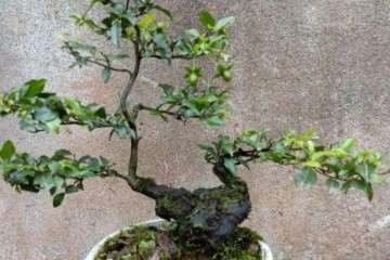 如何做好金弹子盆景的通风透光和授粉工作？