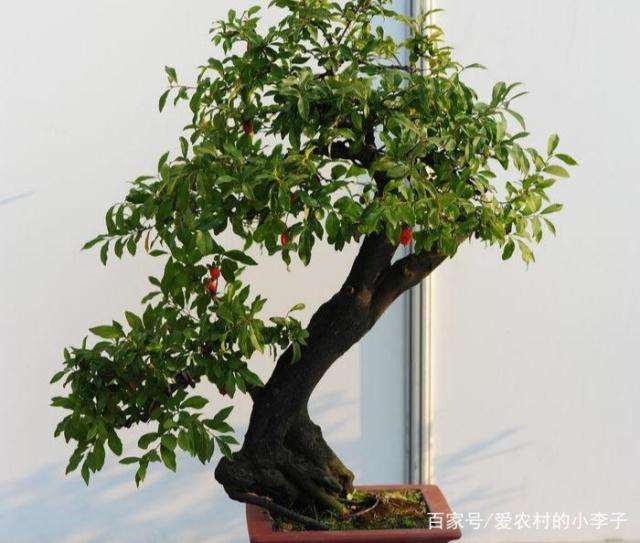 如何做好金弹子盆景在春季施肥工作