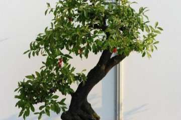 如何做好金弹子盆景在春季施肥工作？