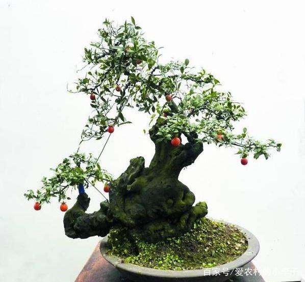 金弹子盆景要及做好修剪摘心工作