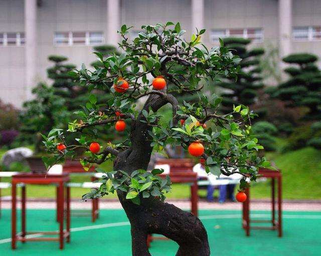 金弹子盆景扦插在春季进行最好