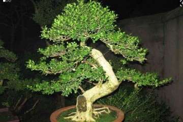 黄杨盆景之所以价格高 是因为它是镇宅之宝