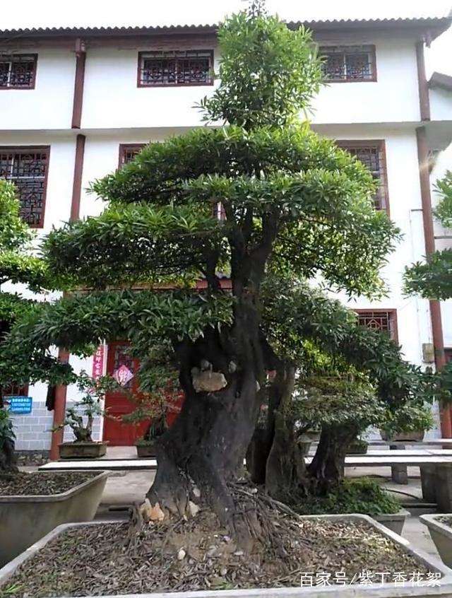 把这几棵金弹子下山桩全部买走