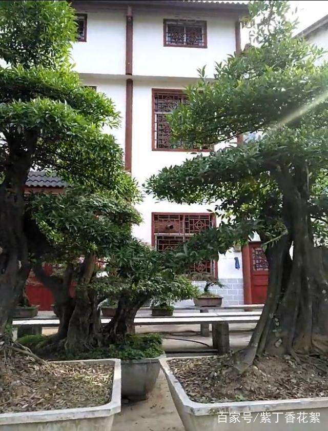 把这几棵金弹子下山桩全部买走