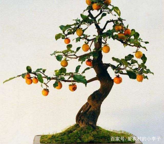 金弹子盆景的花期是什么时候