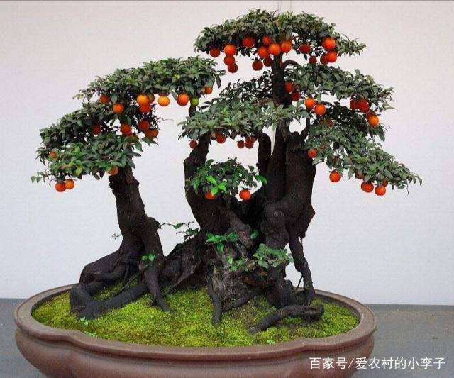 怎样能促进金弹子盆景 开好花 多结果呢