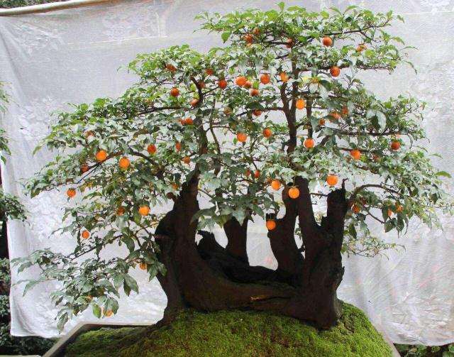 怎样能促进金弹子盆景 开好花 多结果呢