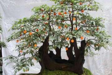 怎样能促进金弹子盆景 多发芽多结果