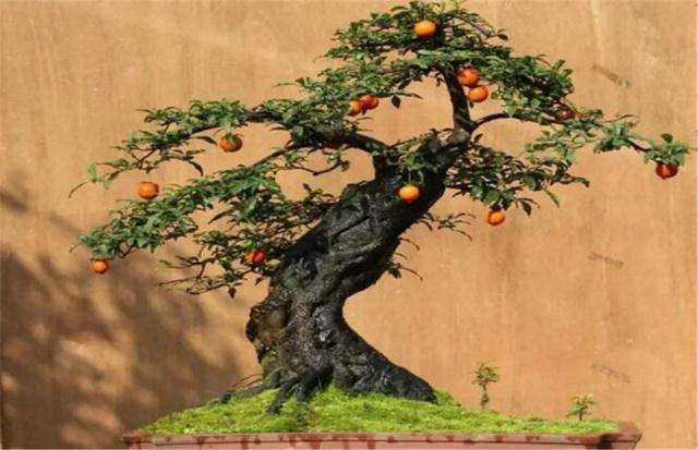 金弹子盆景的施肥和修剪技巧