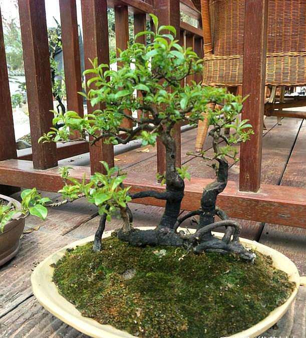 公公养了5年的金弹子下山桩 价格翻涨10倍