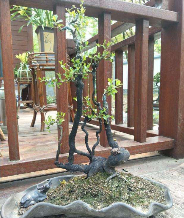 公公养了5年的金弹子下山桩 价格翻涨10倍