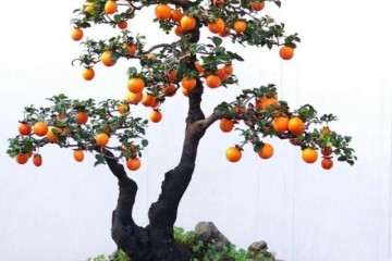 金弹子盆景要及时出室 助授粉 促结果