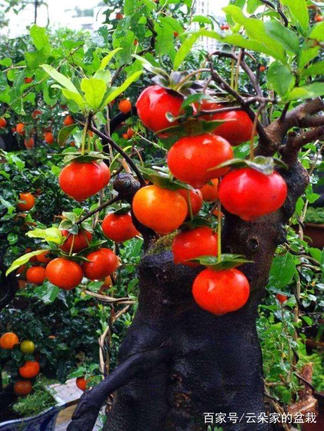 金弹子盆景在春季浇水不宜太多