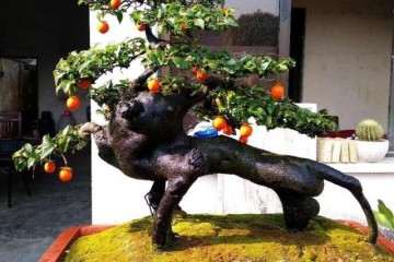 在春季金弹子盆景怎么及时摘果修剪