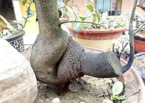 天然野生金弹子下山桩的价格竟然能卖600元