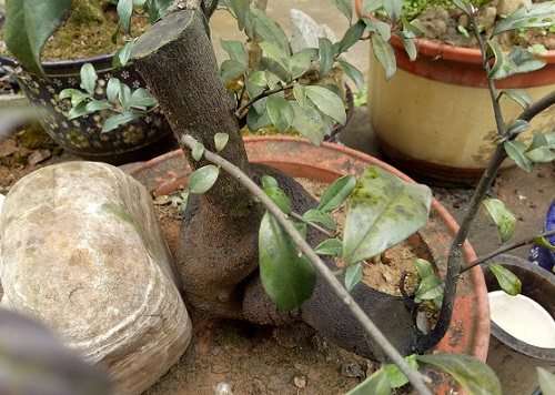 天然野生金弹子下山桩 竟然能卖600元